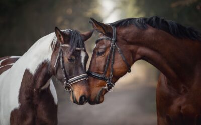 Zapraszamy na lekcje jazdy konnej