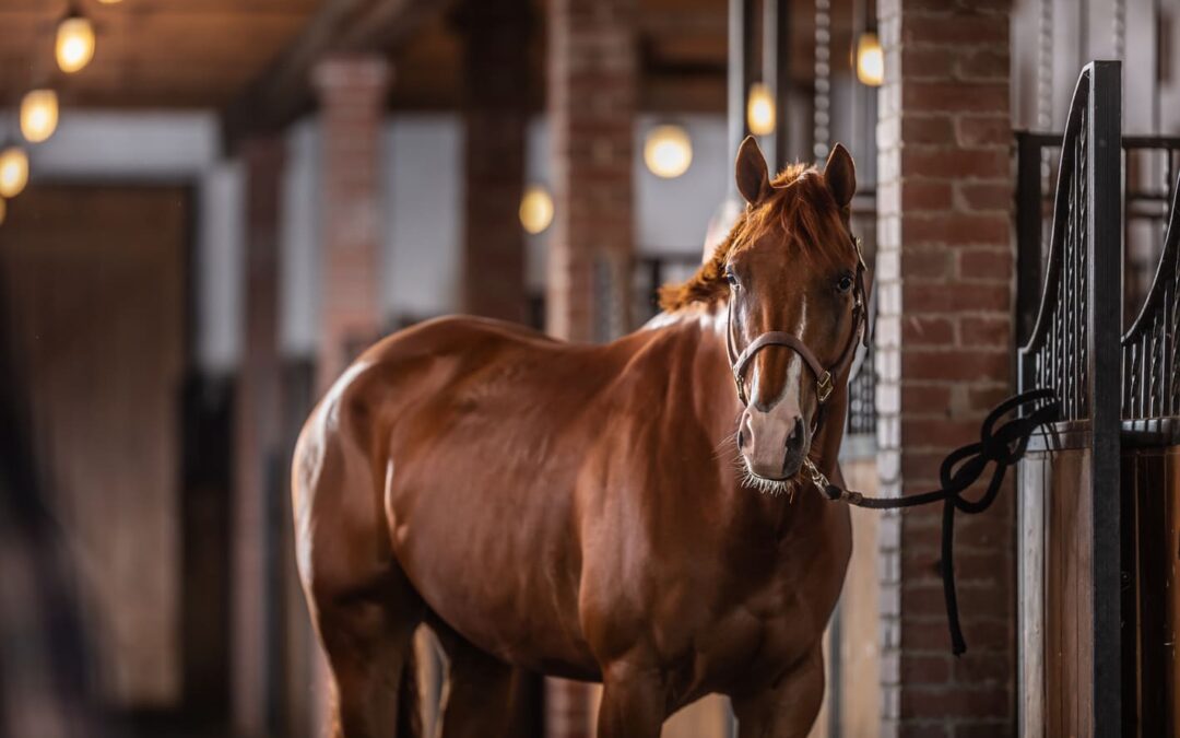 Remont pensjonatu dla Koni